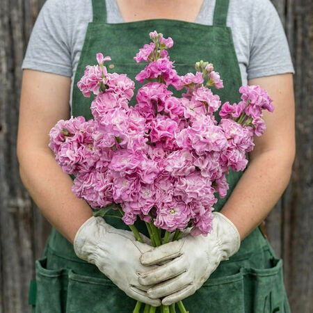 Iron Pink, Stock Seeds - Packet image number null